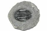 Detailed Hollardops Trilobite Fossil - Ofaten, Morocco #346541-1